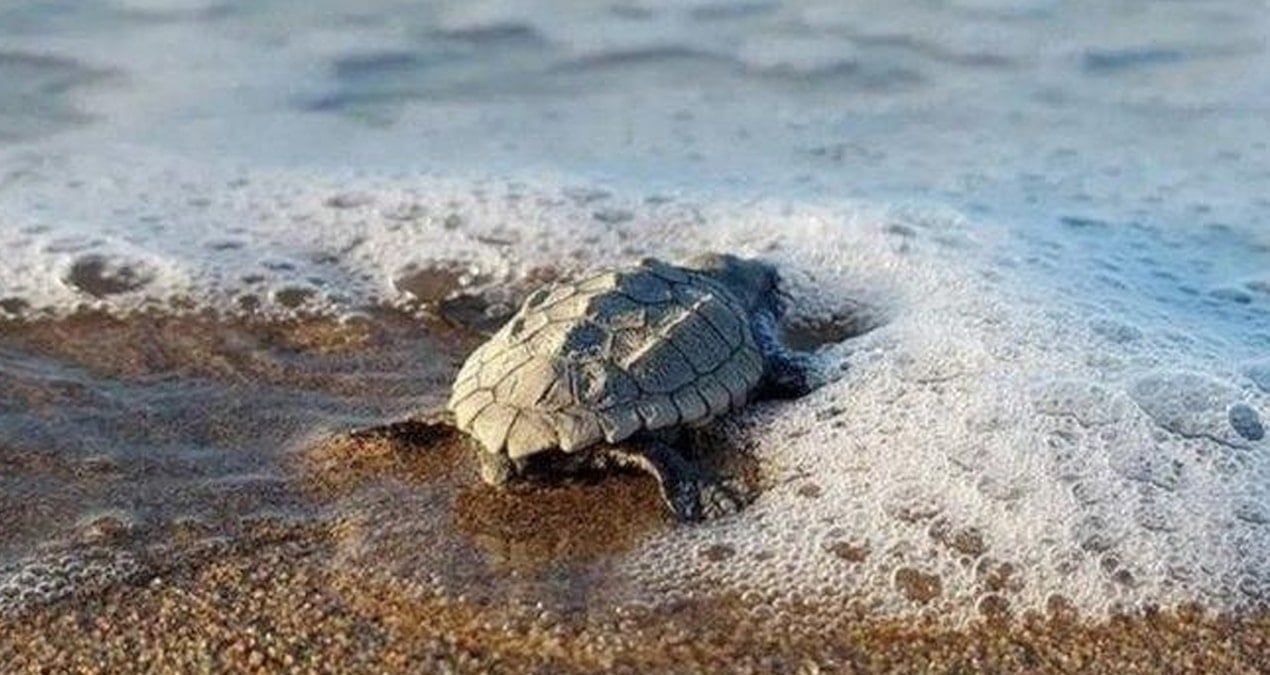 Caretta carettalar için geri sayım başladı